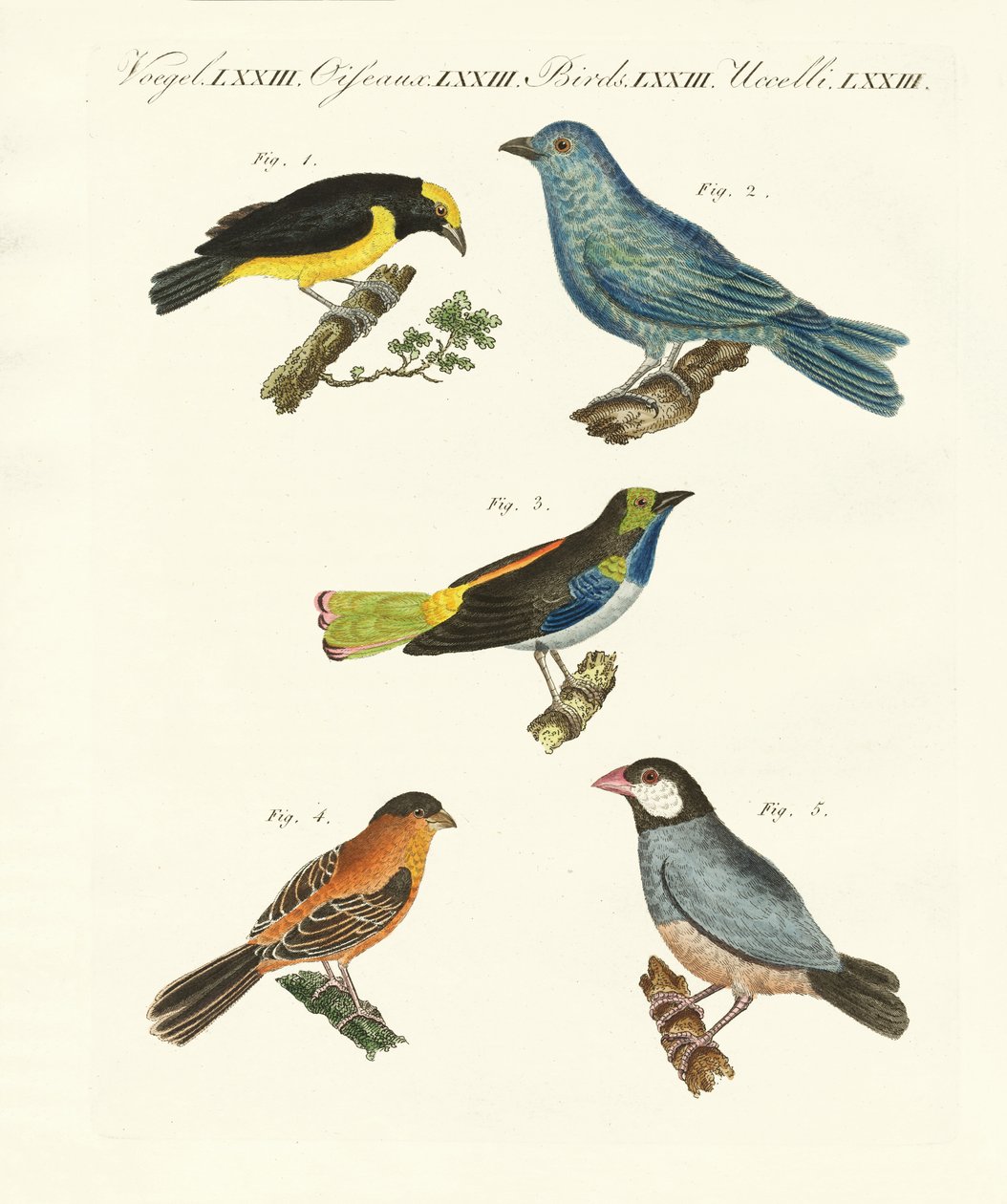 Aves extranjeras hermosas de German School