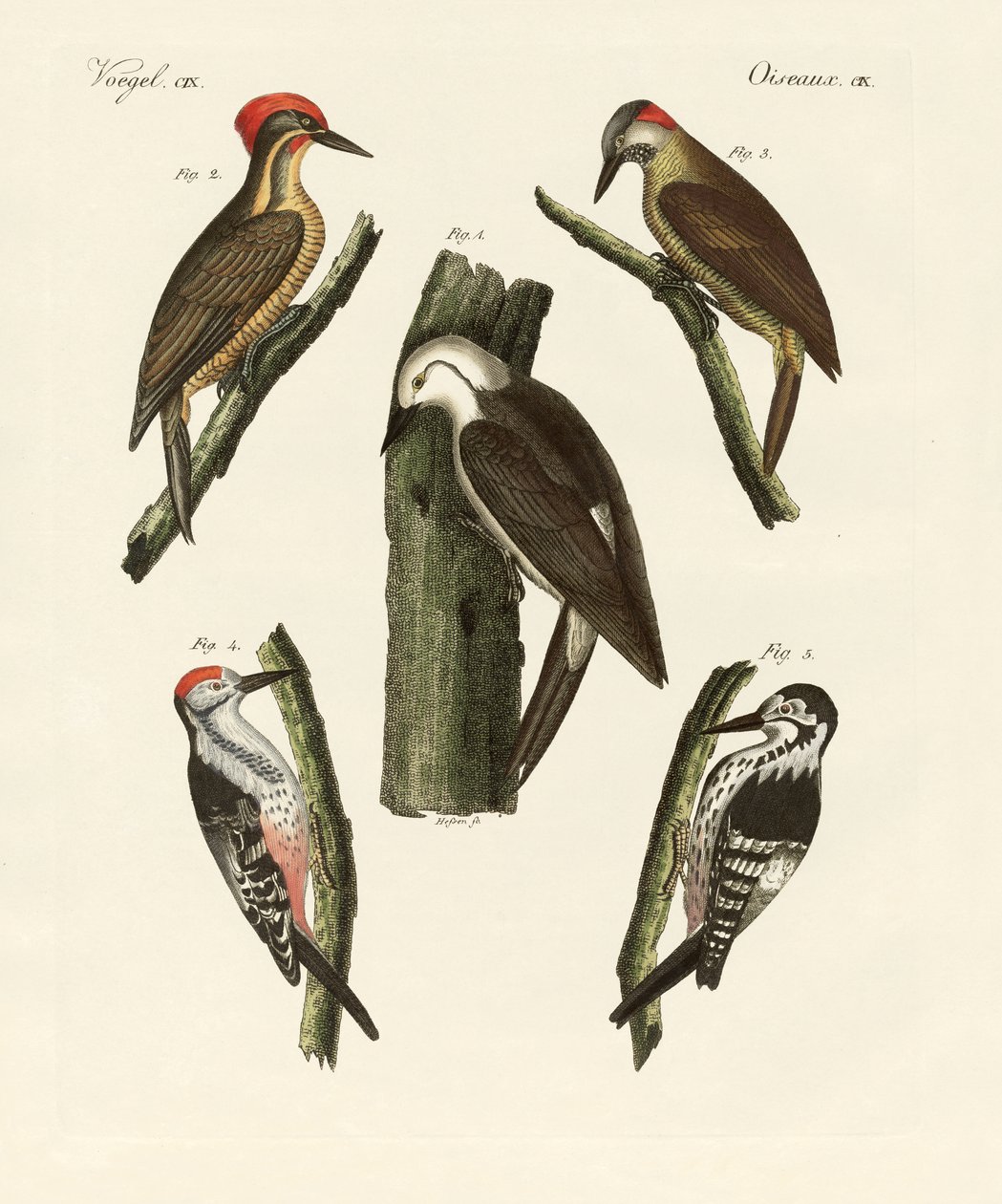Hermosos pájaros carpinteros de German School