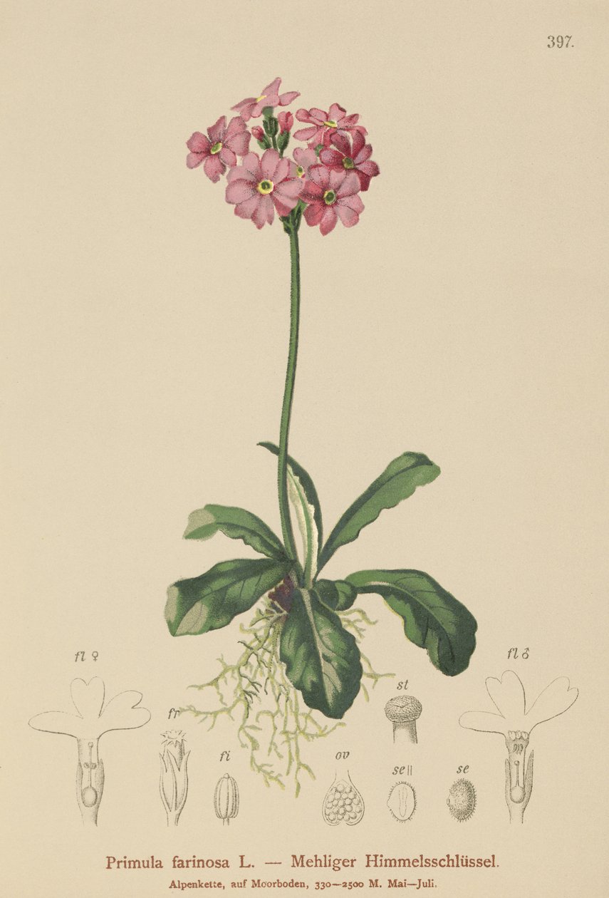 Primavera de ojo de pájaro (Primula farinosa) de German School
