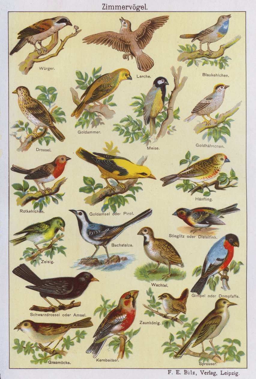 Pájaros (litografía en color) de German School