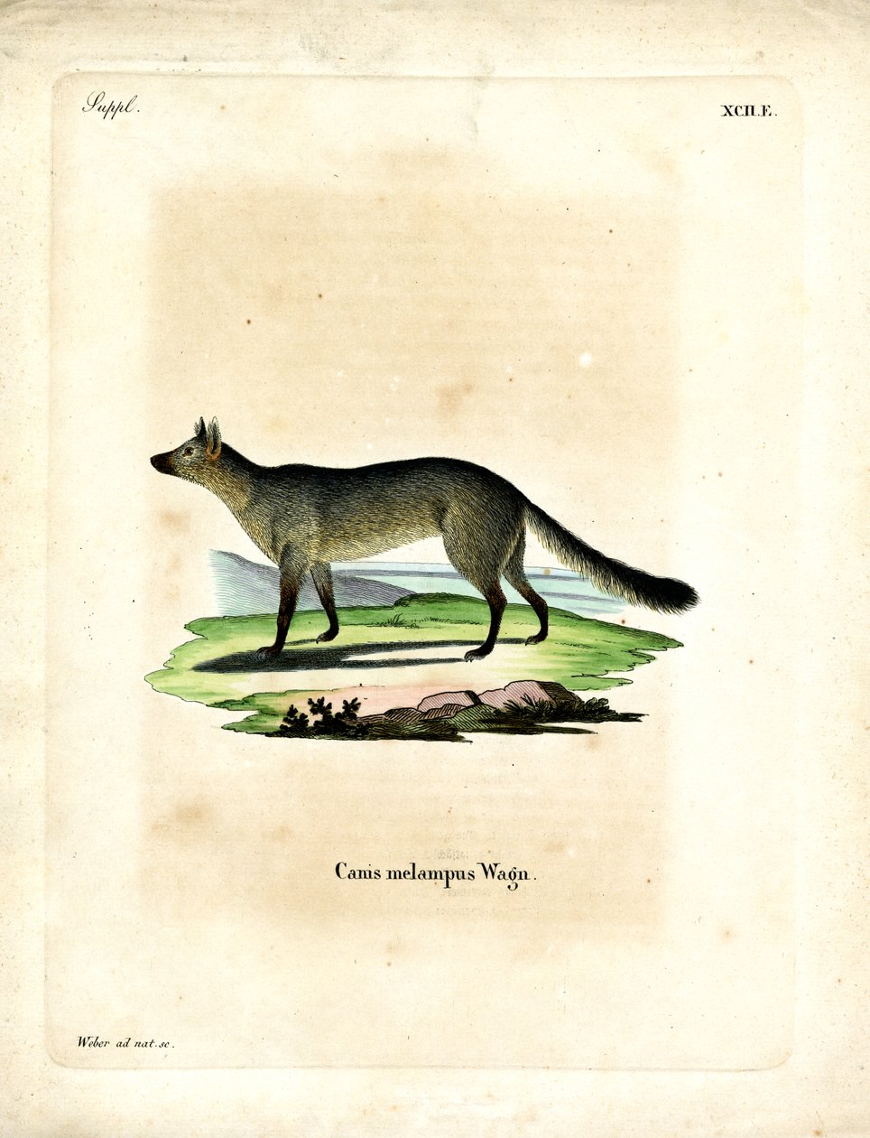 Chacal de Espalda Negra de German School