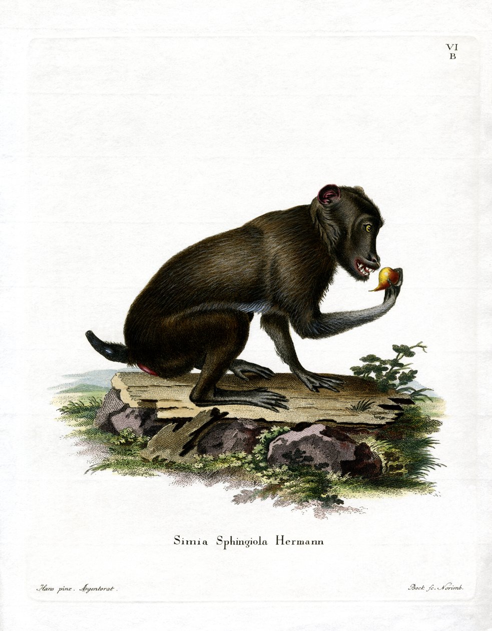 Babuino Negro de German School