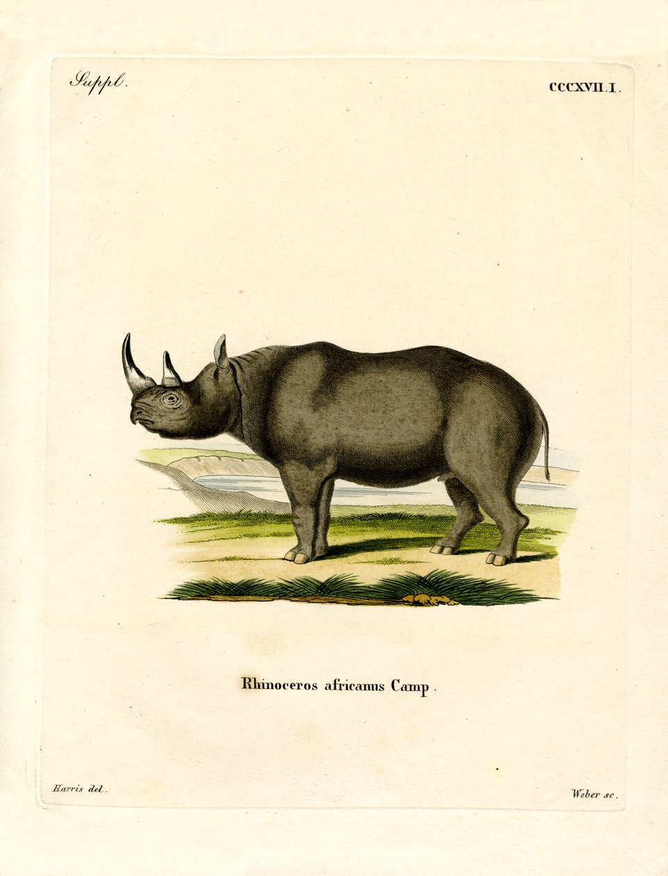 Rinoceronte Negro de German School