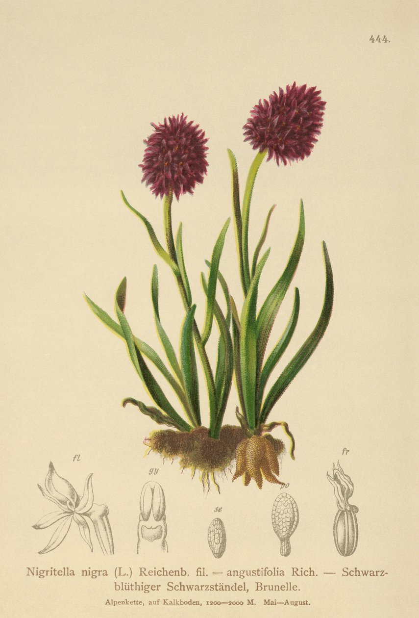 Orquídea Vainilla Negra (Nigritella nigra, Nigritella angustifolia) de German School