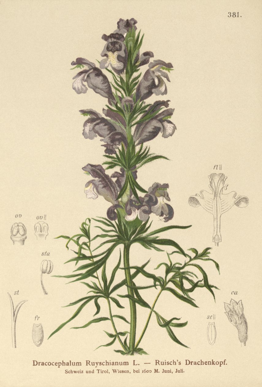 Dragón azul (Dracocephalum Ruyschianum) de German School