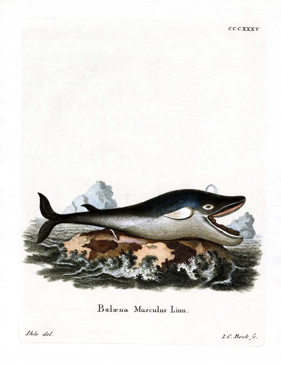 Ballena Azul de German School