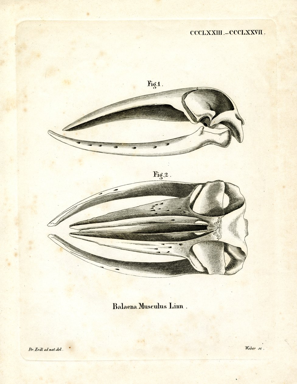 Cráneo de Ballena Azul de German School