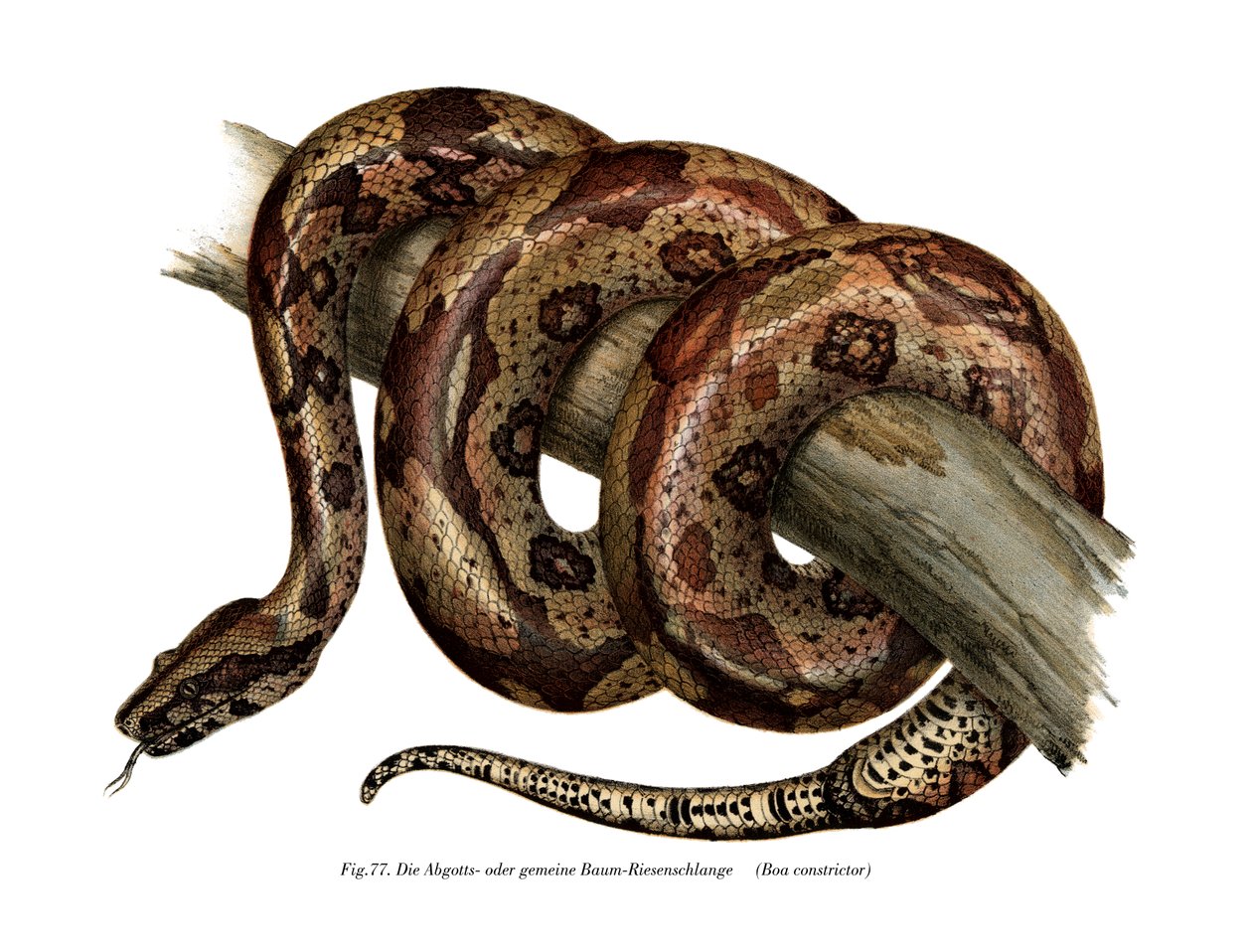 Boa constrictor de German School