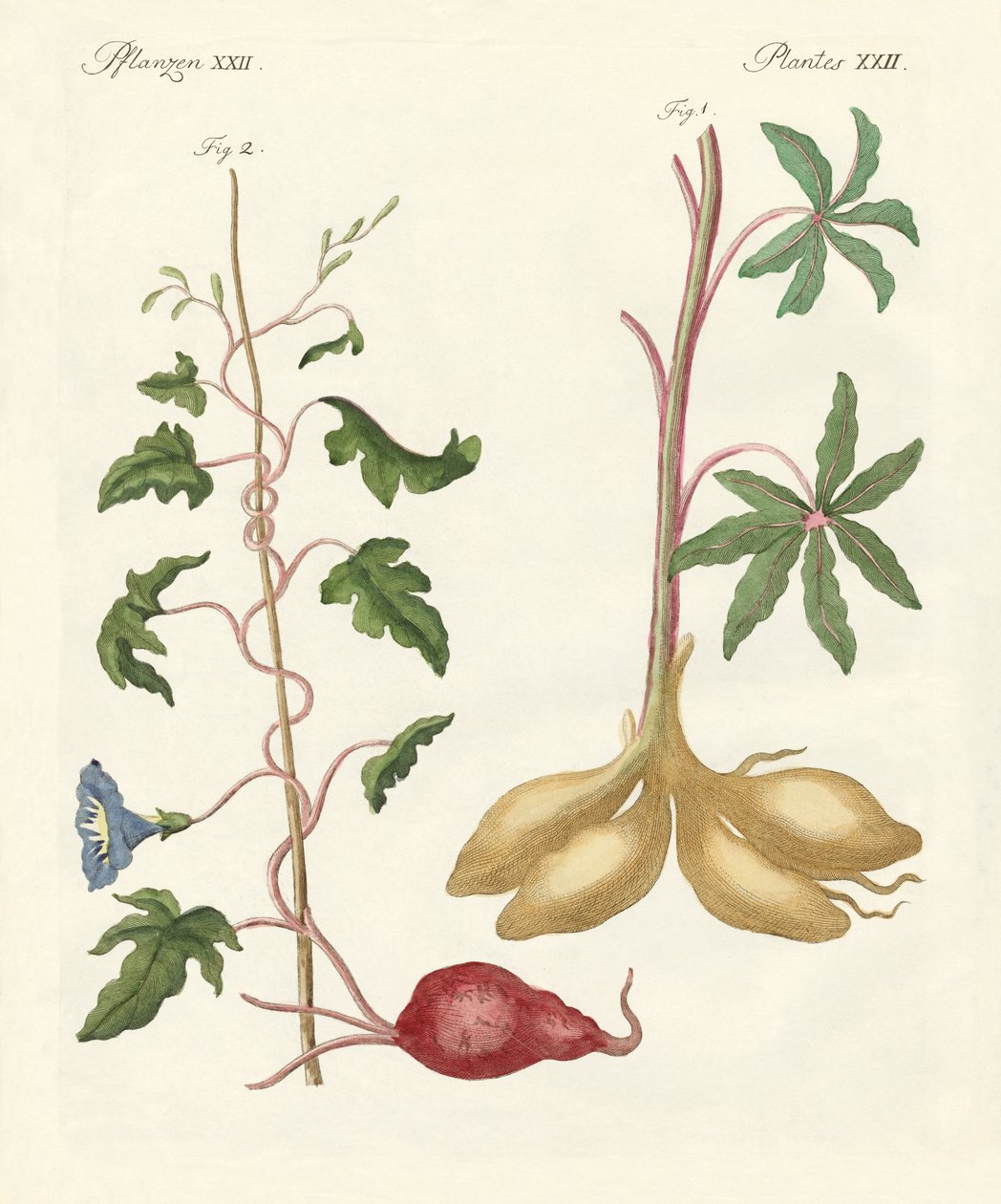 Plantas de pan de German School