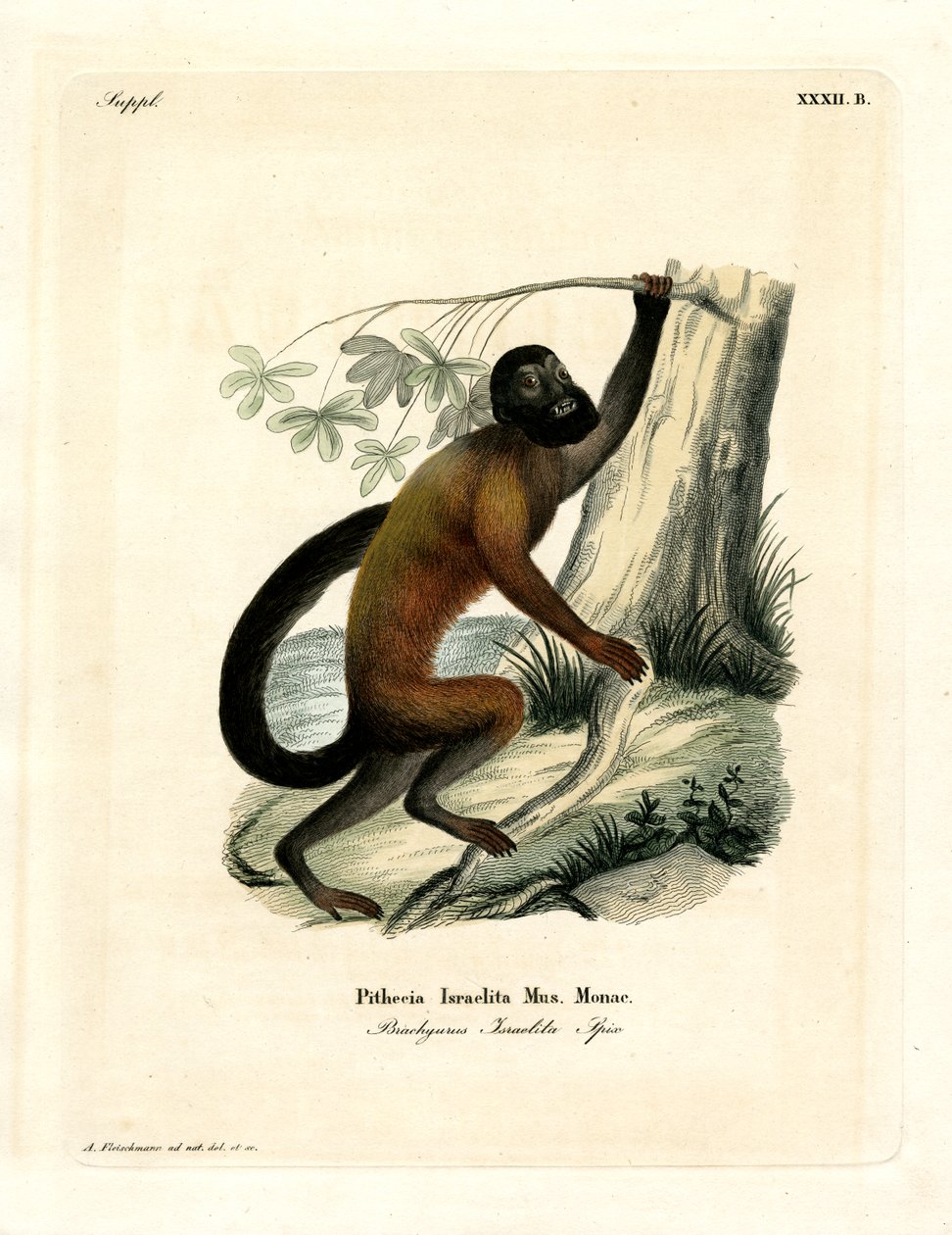 Saki Barbudo de Espalda Marrón de German School
