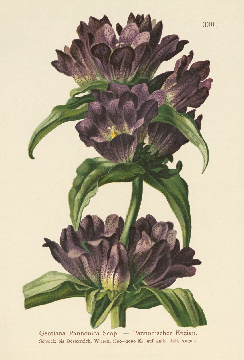 Genciana marrón (Gentiana Pannonica) de German School
