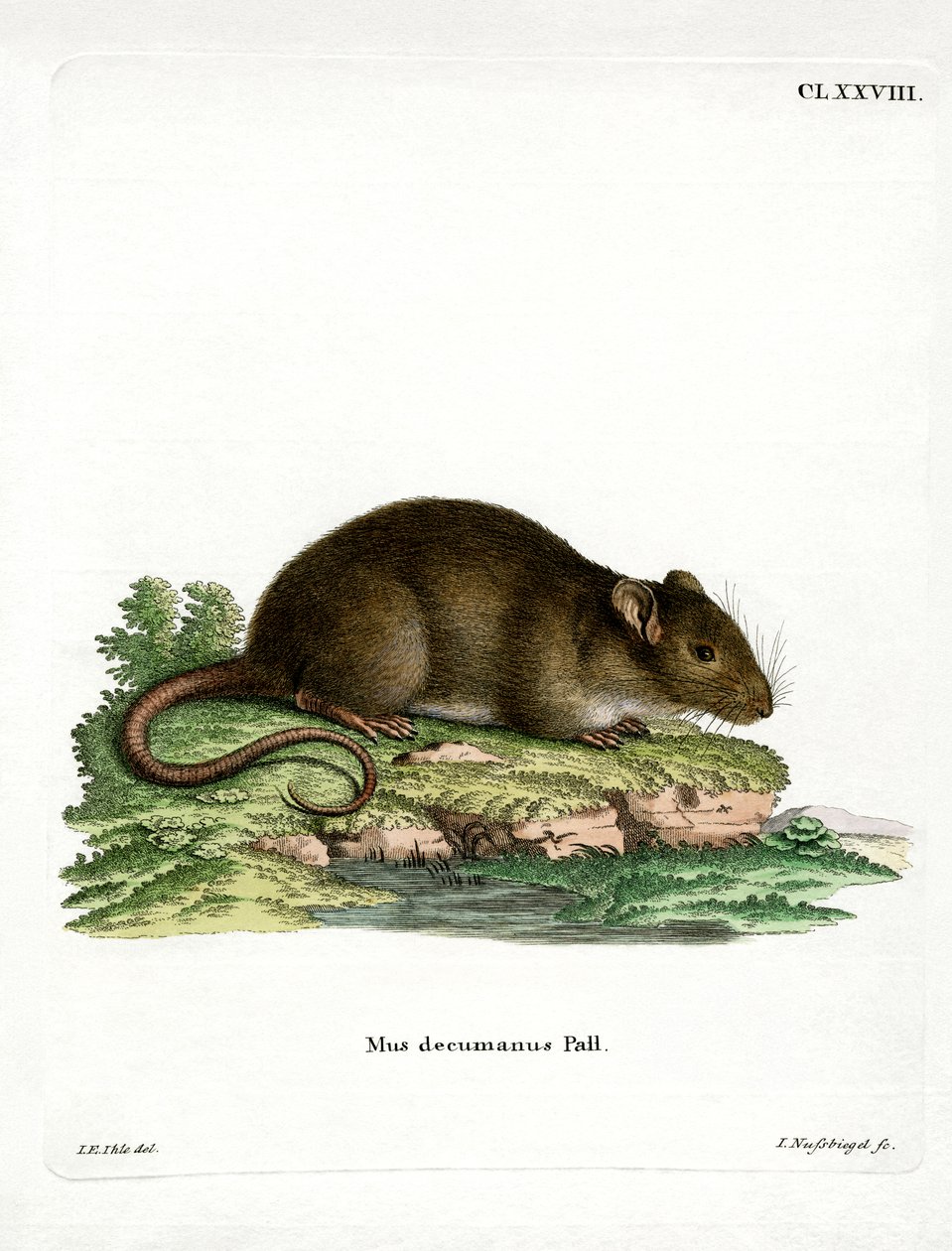 Rata parda de German School