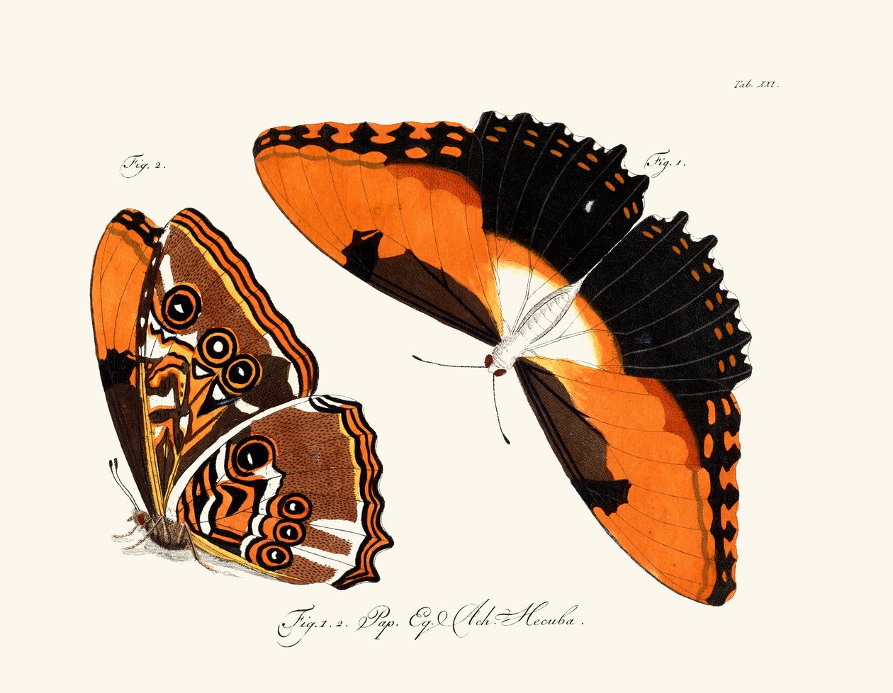 Mariposas de German School