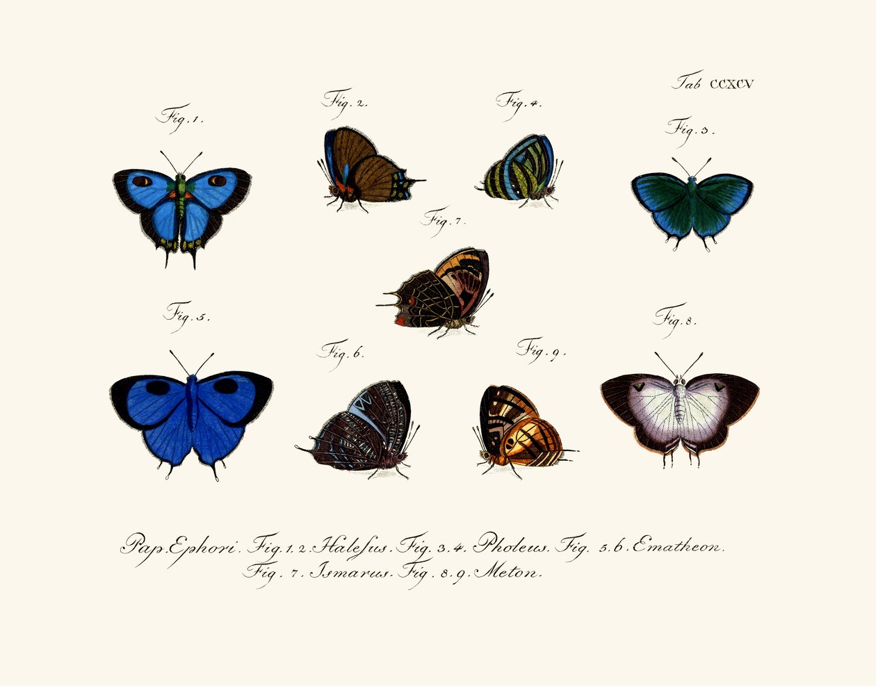 Mariposas de German School
