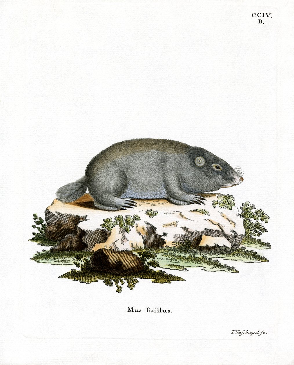 Rata Topo de Duna del Cabo de German School