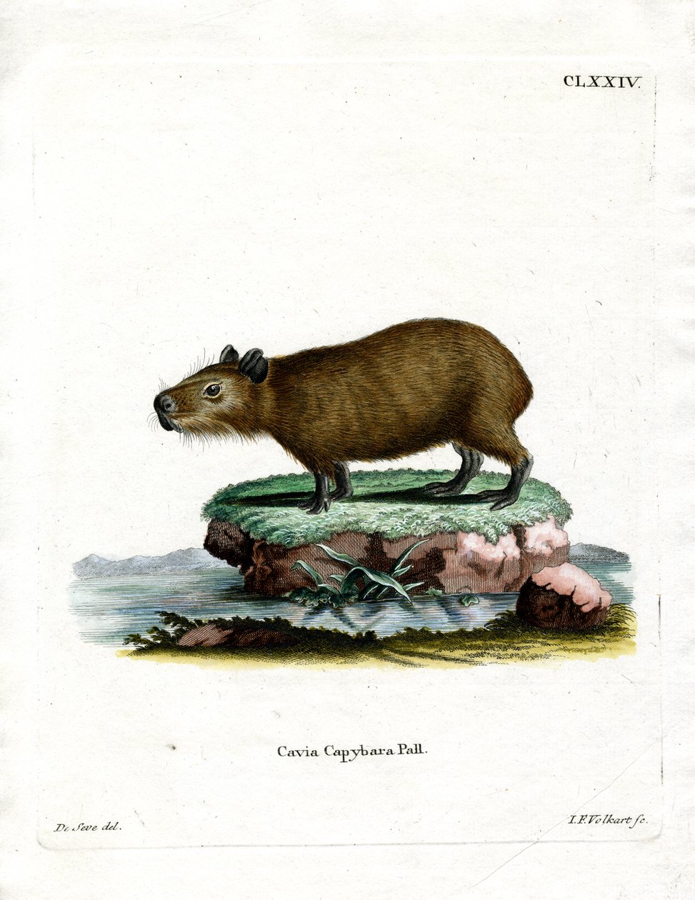 Capibara de German School