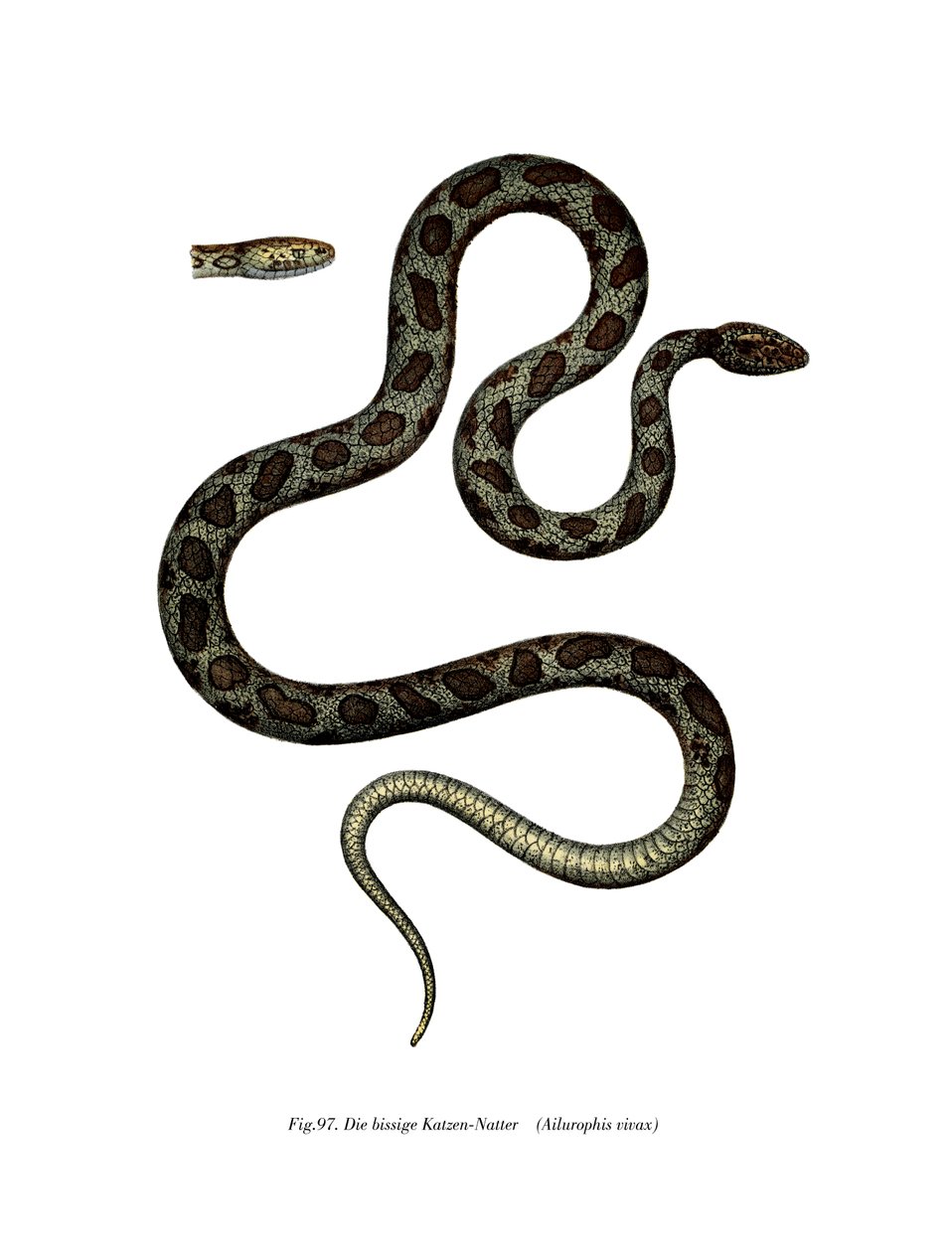 Serpiente gato (litografía en color) de German School