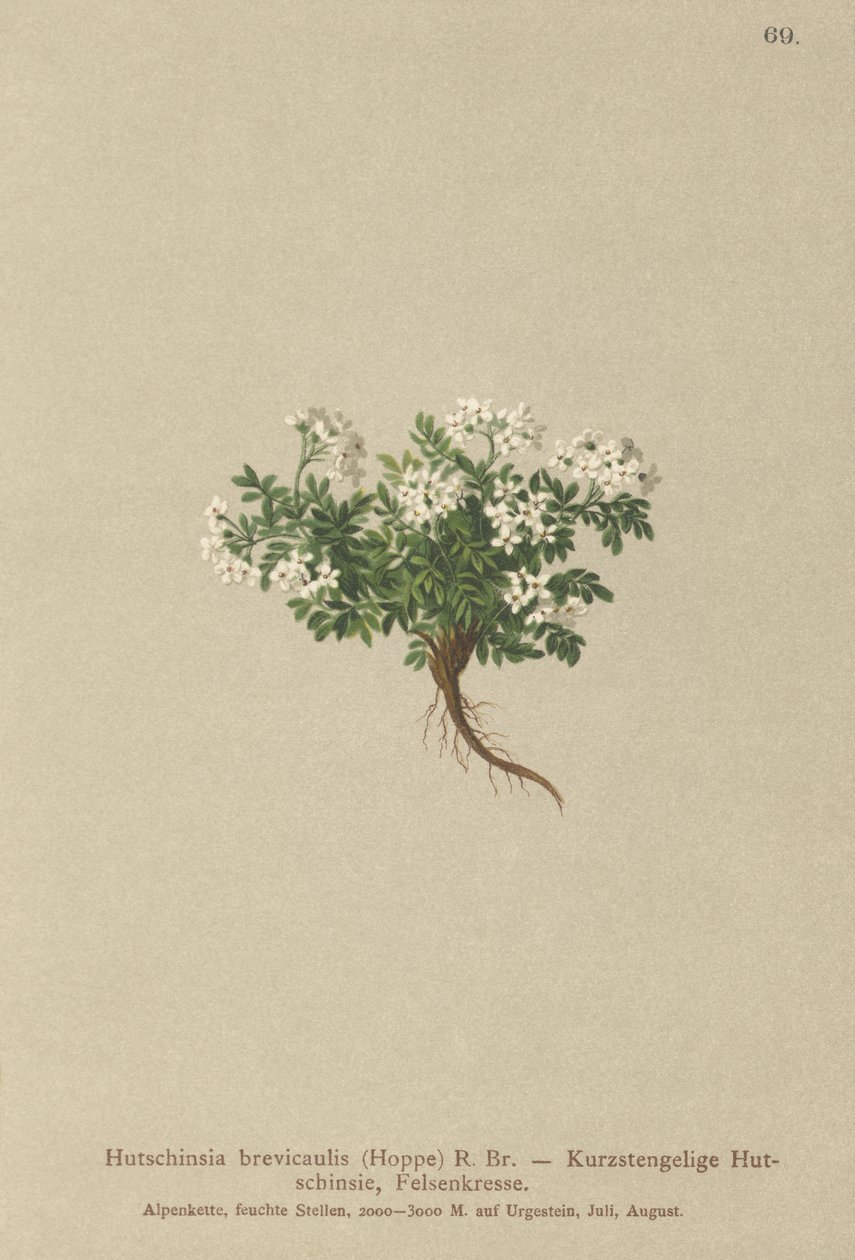 Cochlearia de los Alpes (Hutchinsia brevicaulis) de German School