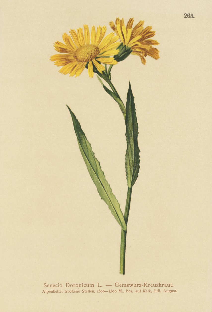 Senecio dorónico (Senecio Doronicum) de German School