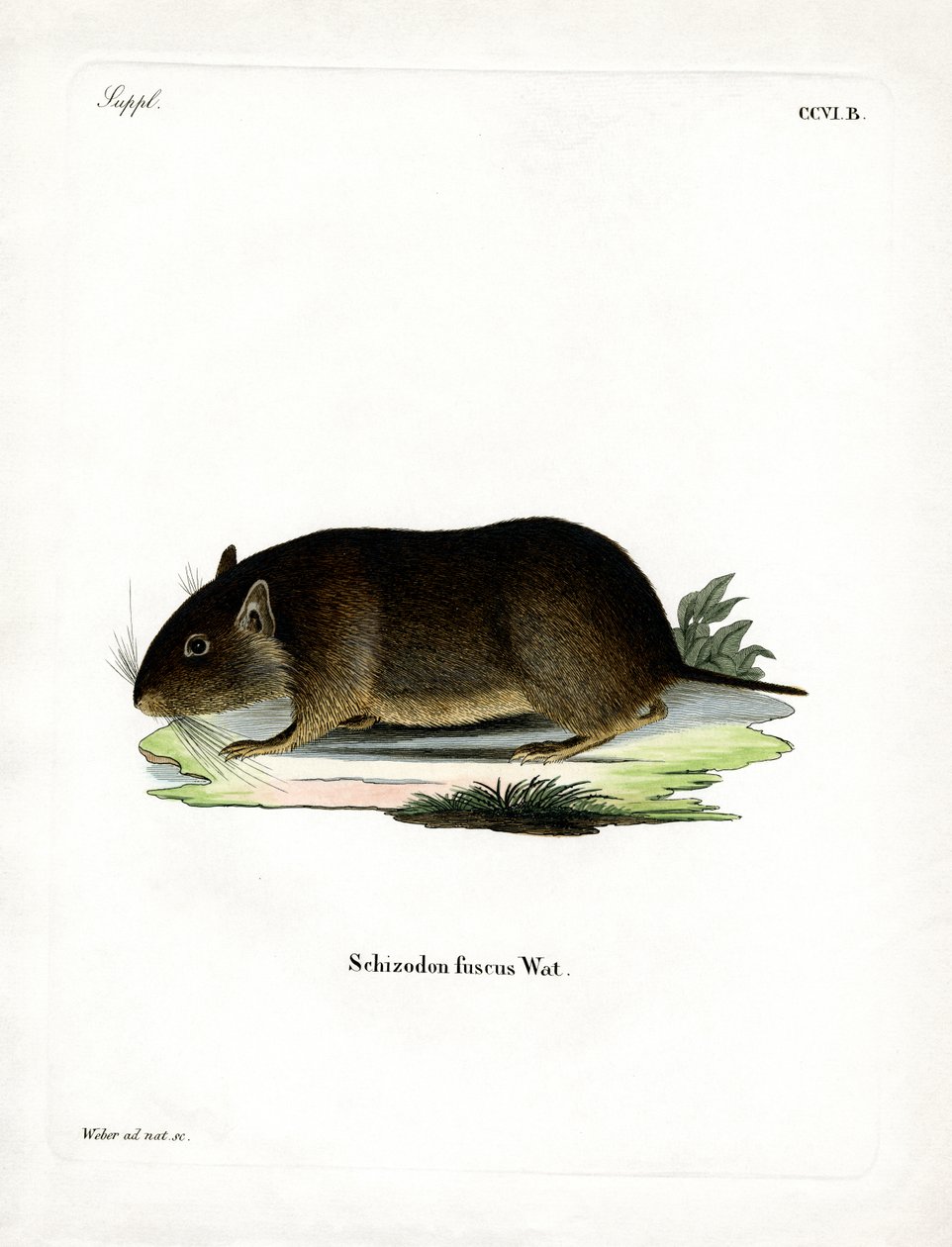 Rata de roca chilena de German School