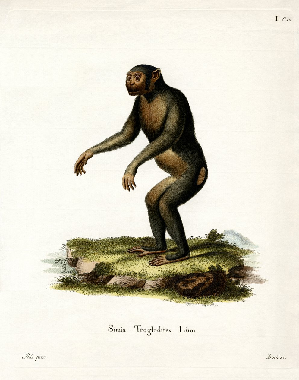 Chimpancé de German School