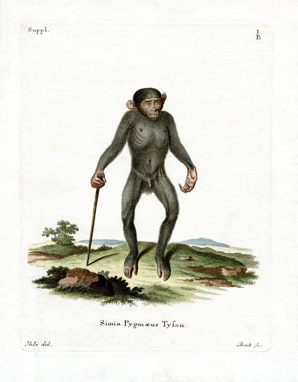 Chimpancé de German School