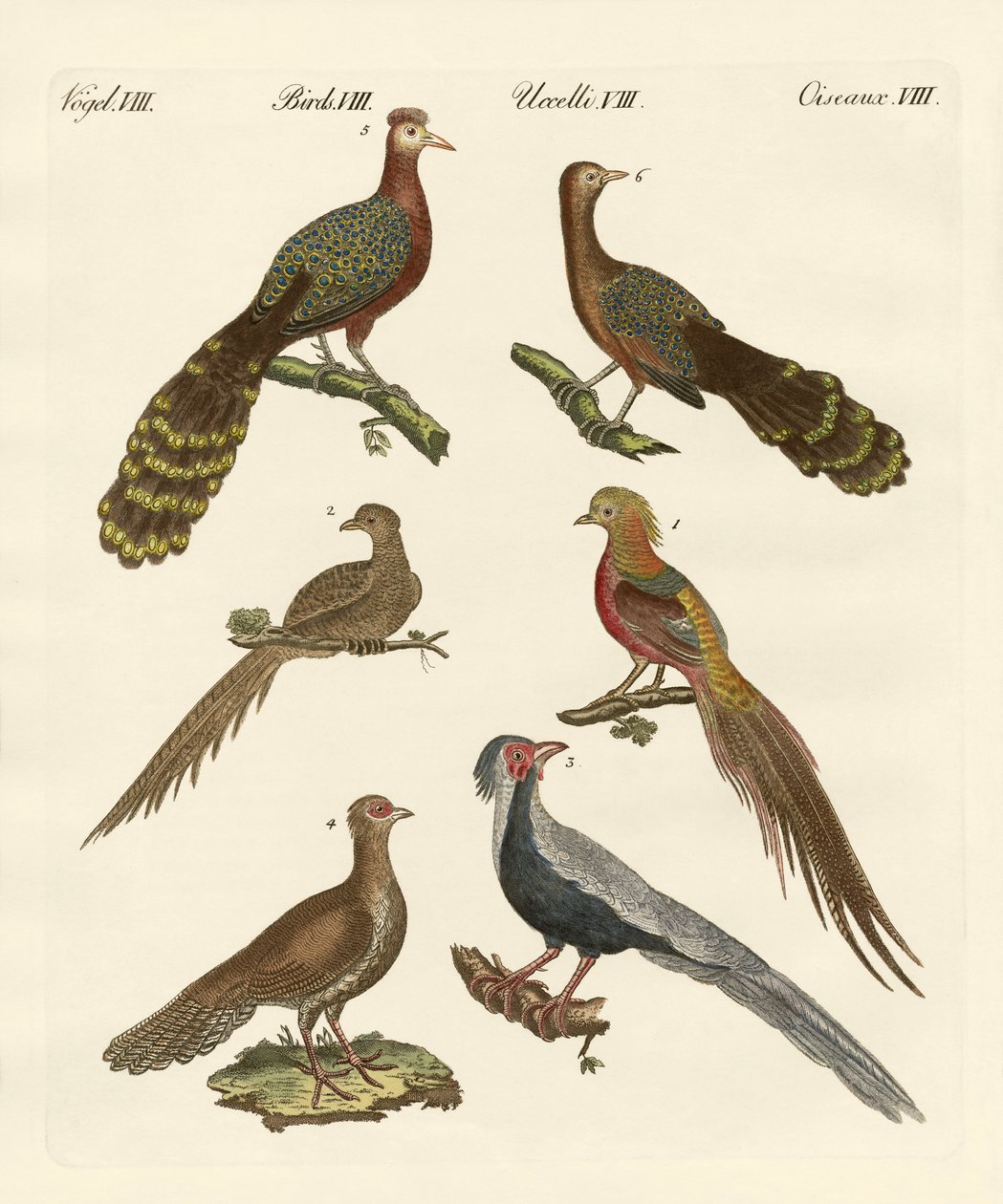 Aves chinas de German School