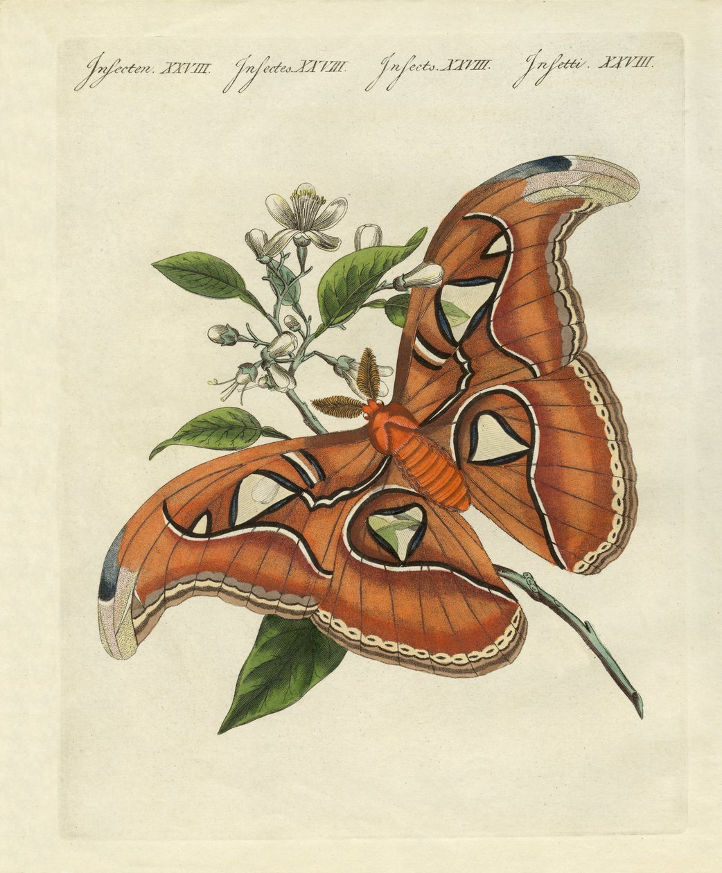 Mariposas chinas de German School