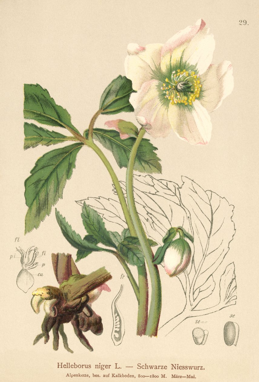 Rosa de Navidad (Helleborus niger) de German School