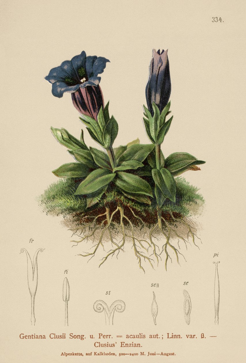Genciana de Clusius (Gentiana Clusii, Gentiana acaulis) de German School