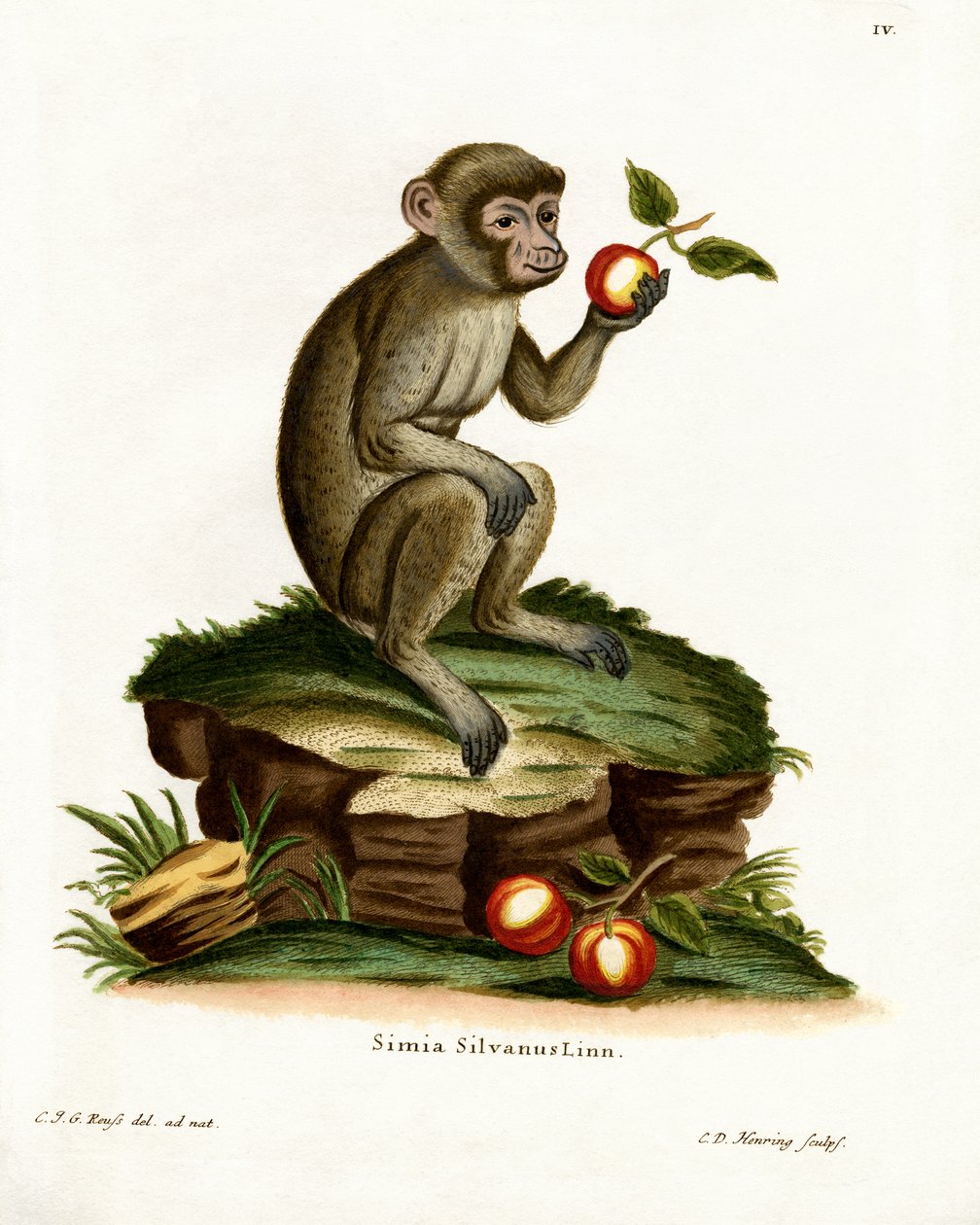 Macaco común de German School