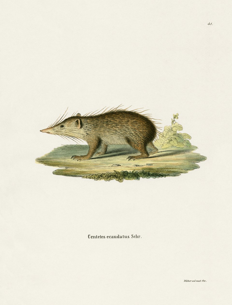 Tenrec común de German School