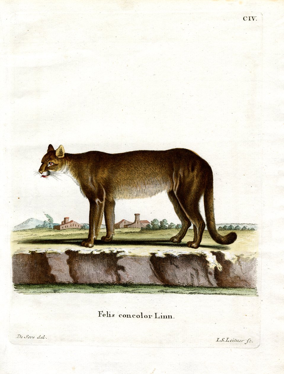 Puma de German School