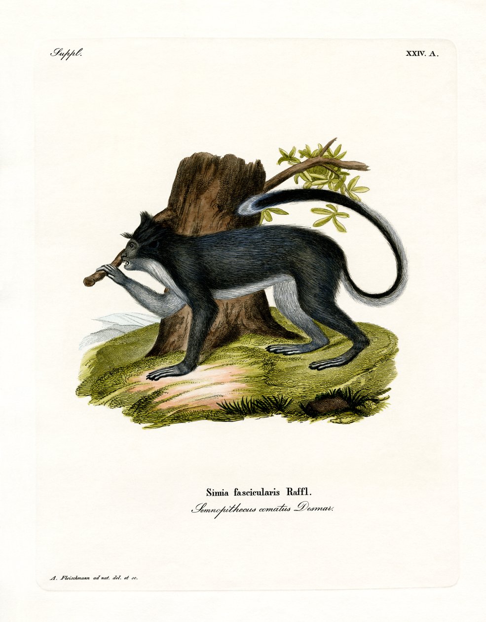 Macaco Cangrejero de German School