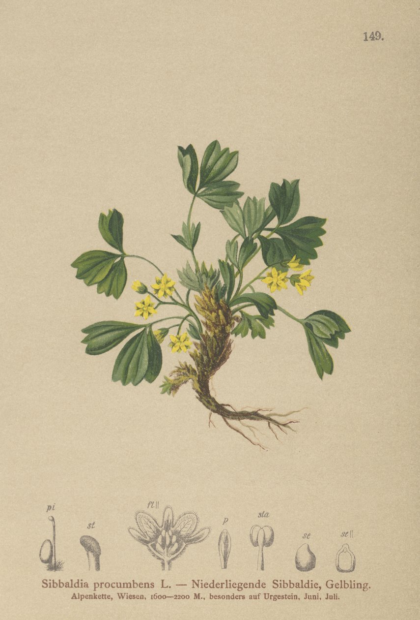 Sibbaldia rastrera (Sibbaldia procumbens) de German School