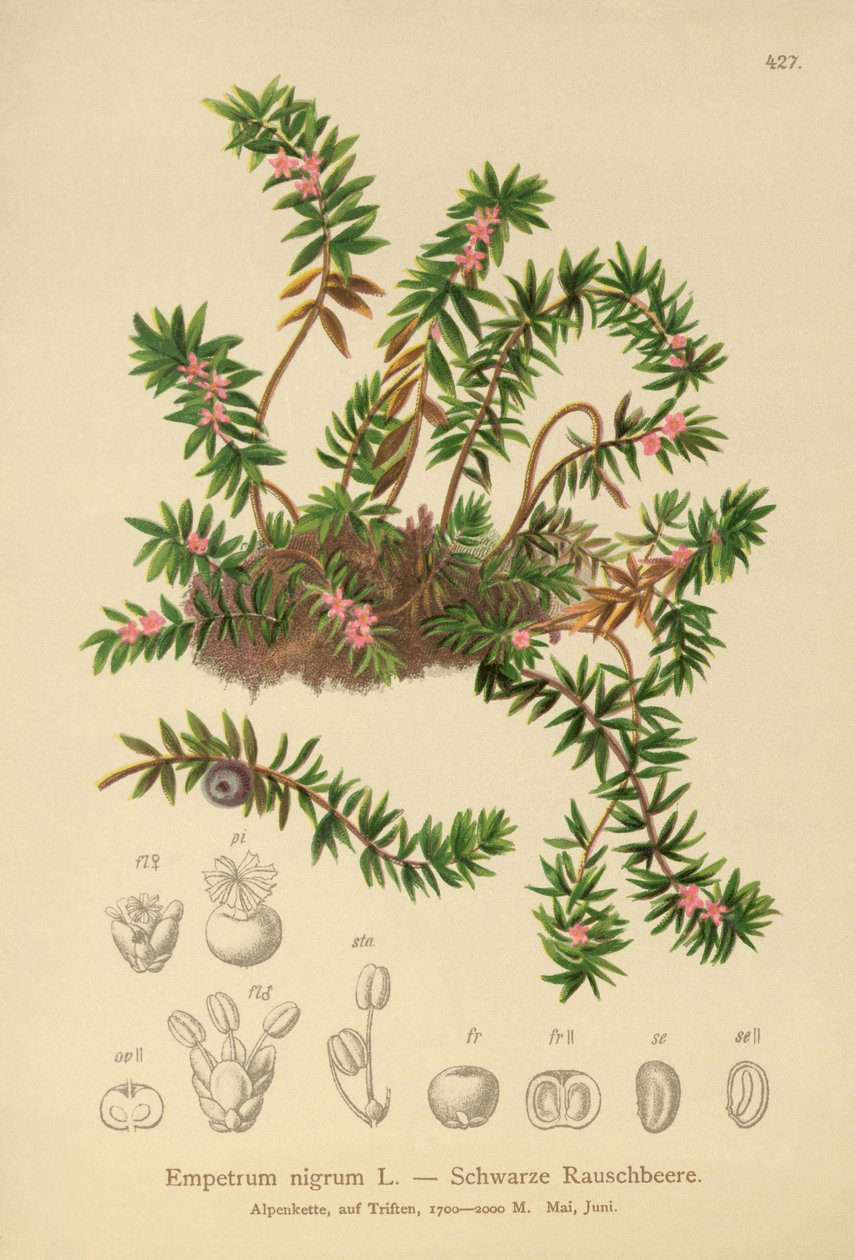 Camemor (Empetrum nigrum) de German School