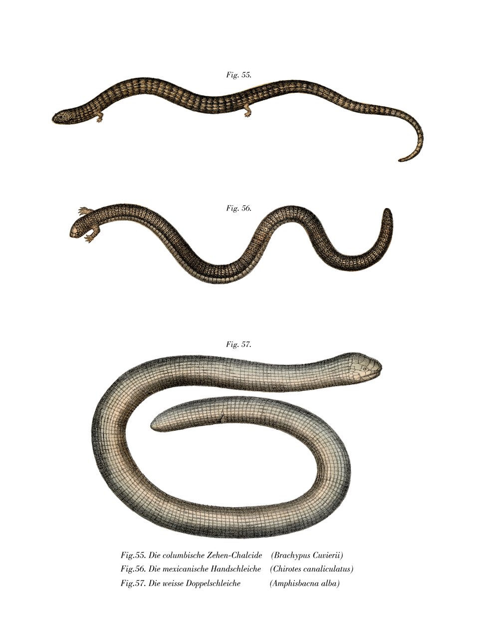 Bachia de Cuvier de German School