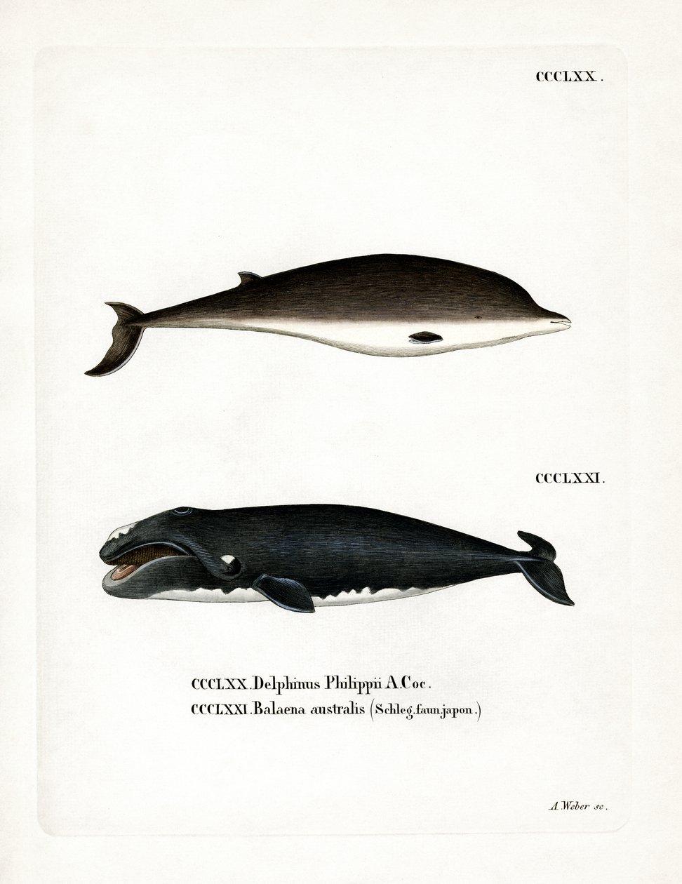 Ballena de Pico de Cuvier de German School