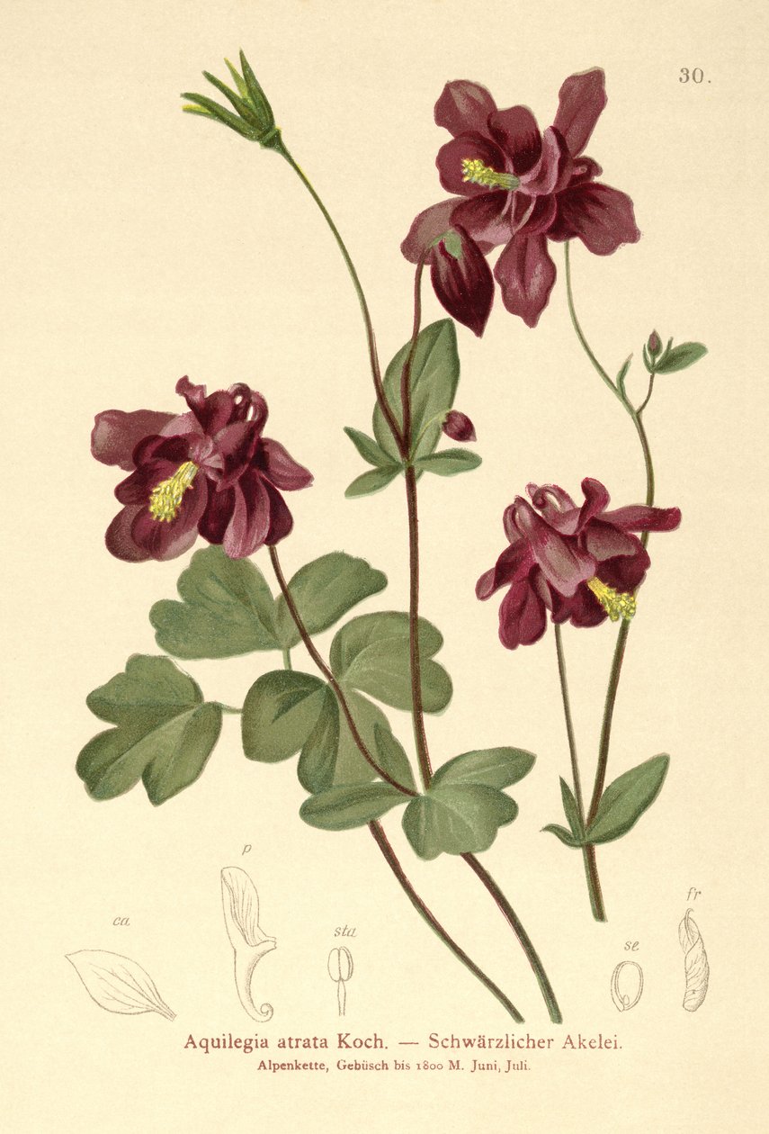 Columbina oscura (Aquilegia atrata) de German School