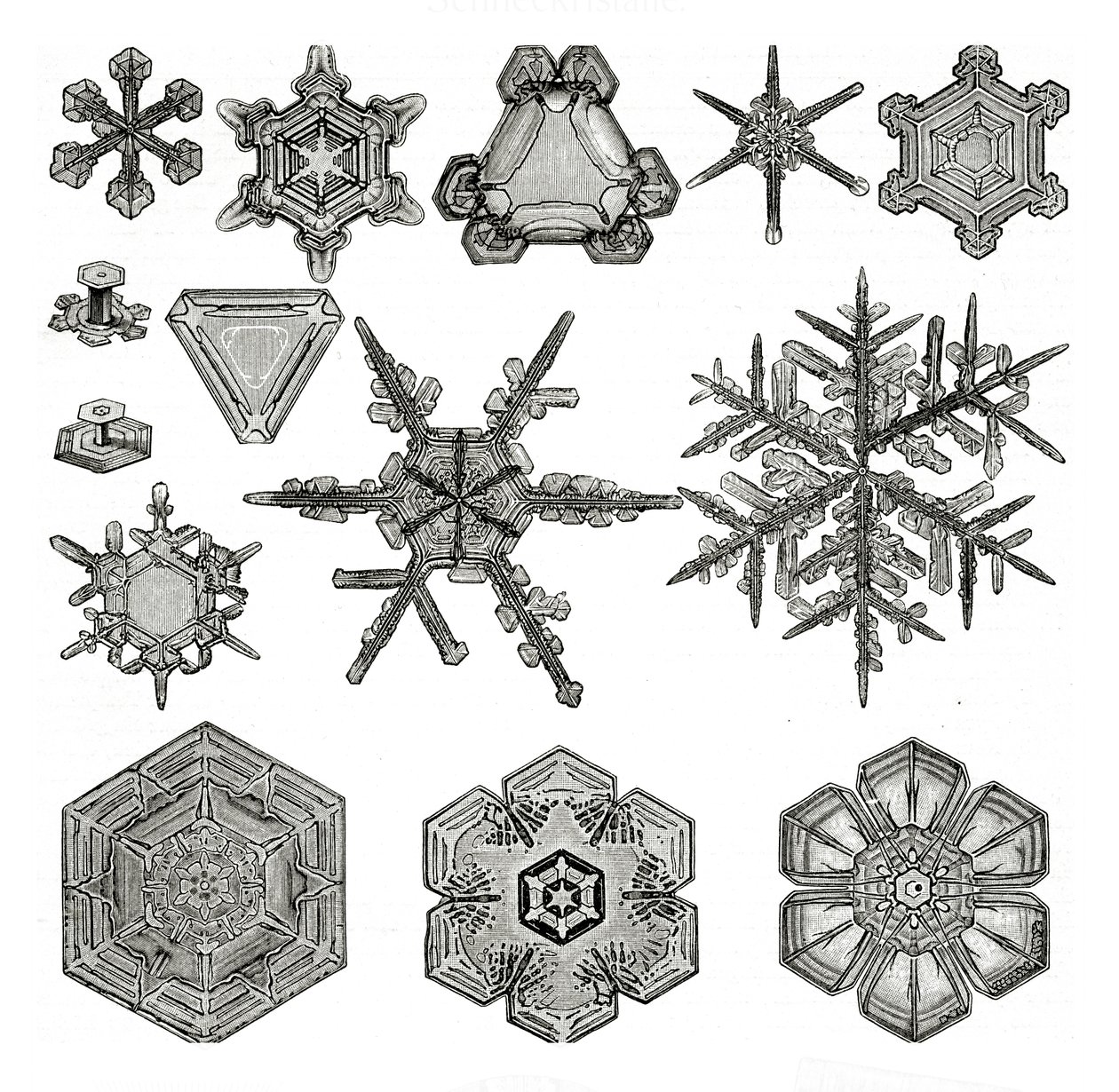 Diferentes formas de copos de nieve de German School