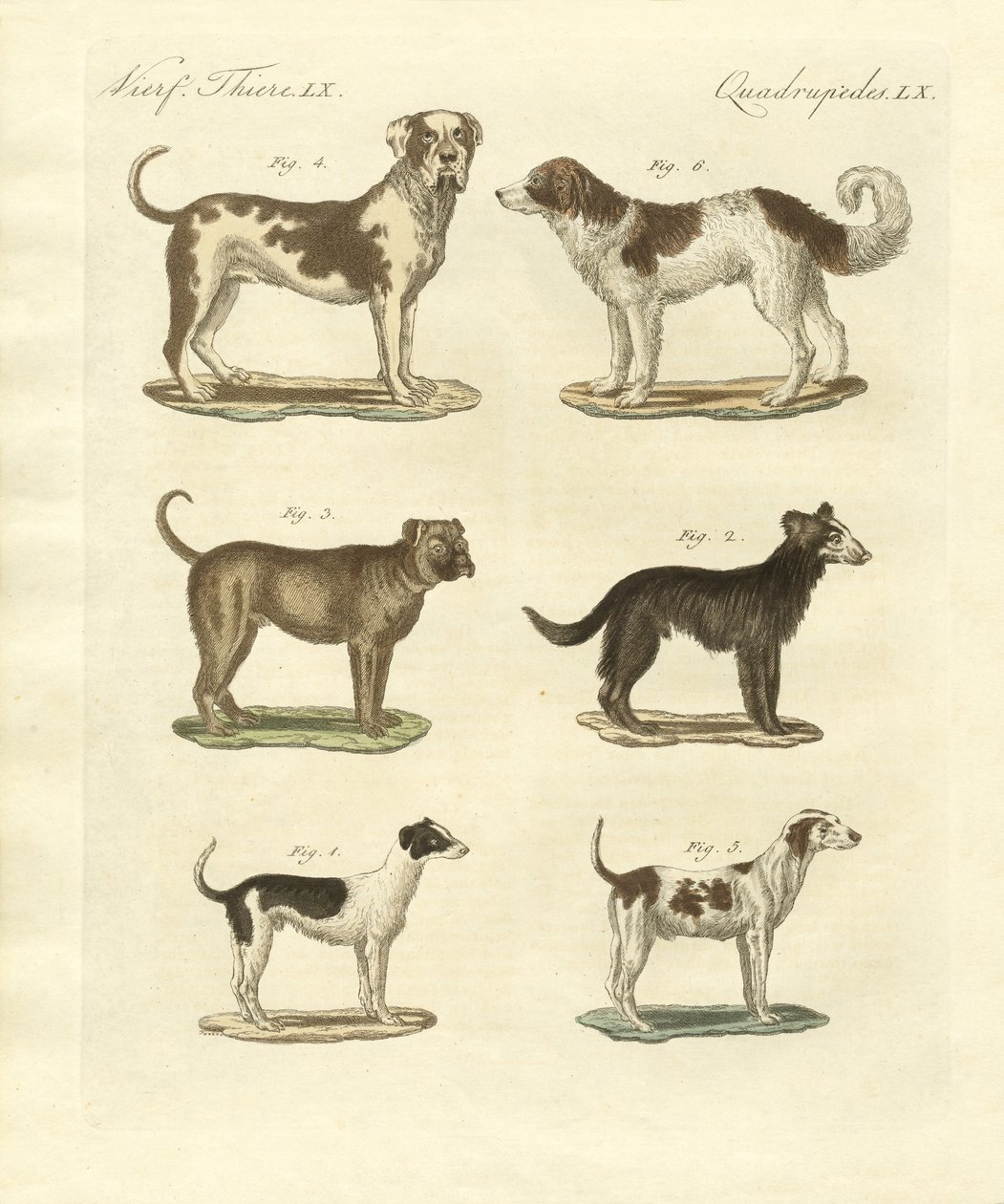 Diferentes tipos de perros de German School