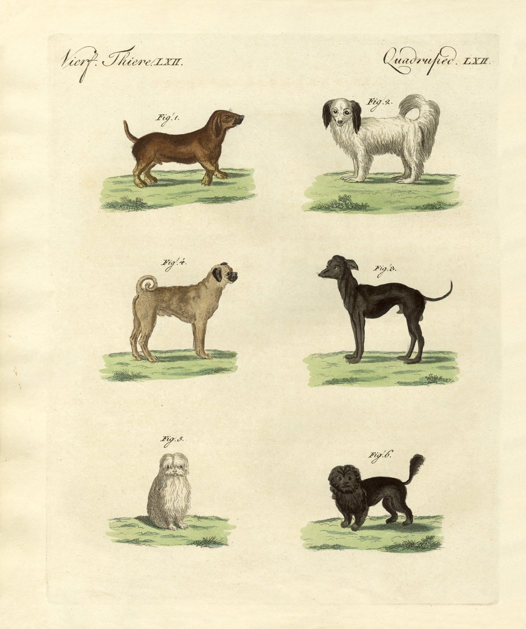 Diferentes tipos de perros de German School