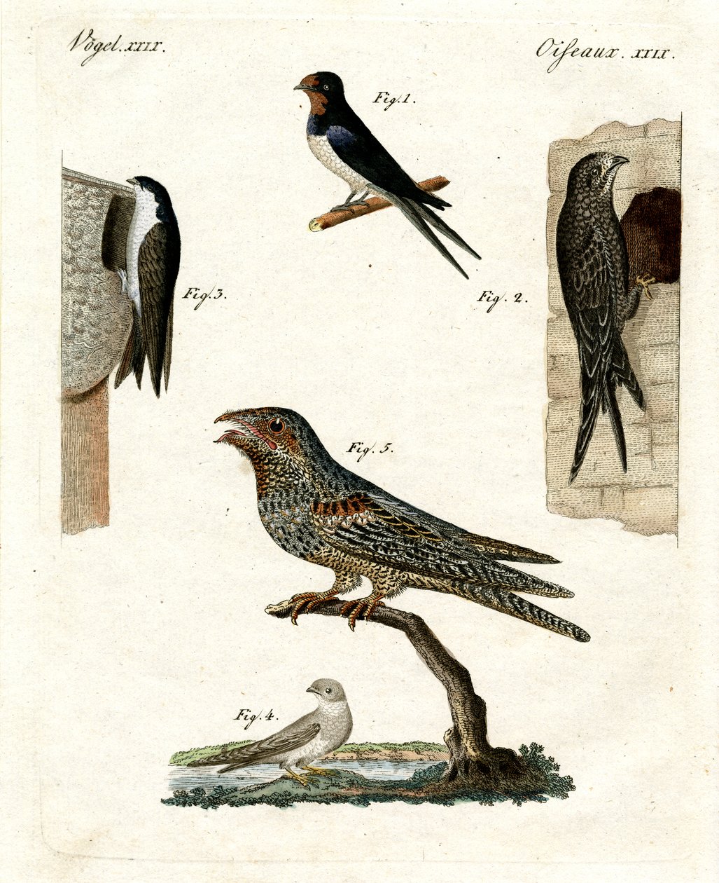Diferentes tipos de palomas de German School