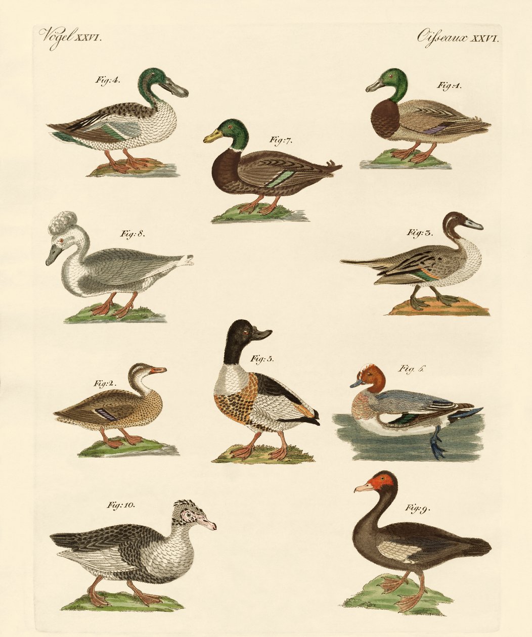Diferentes tipos de patos de German School