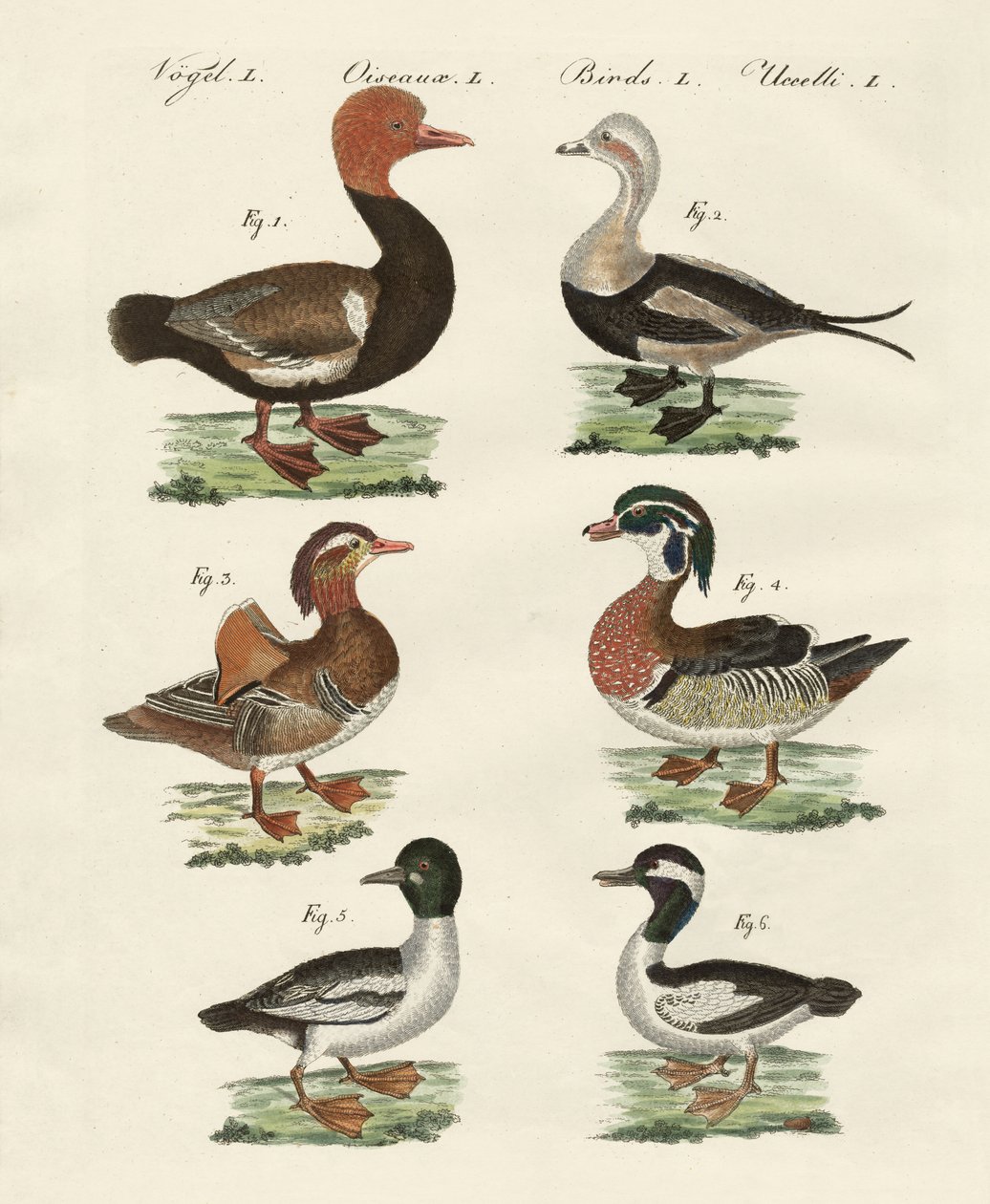 Diferentes tipos de patos de German School