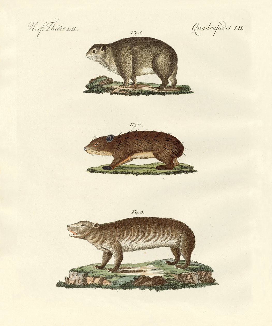 Diferentes tipos de animales gordos de German School