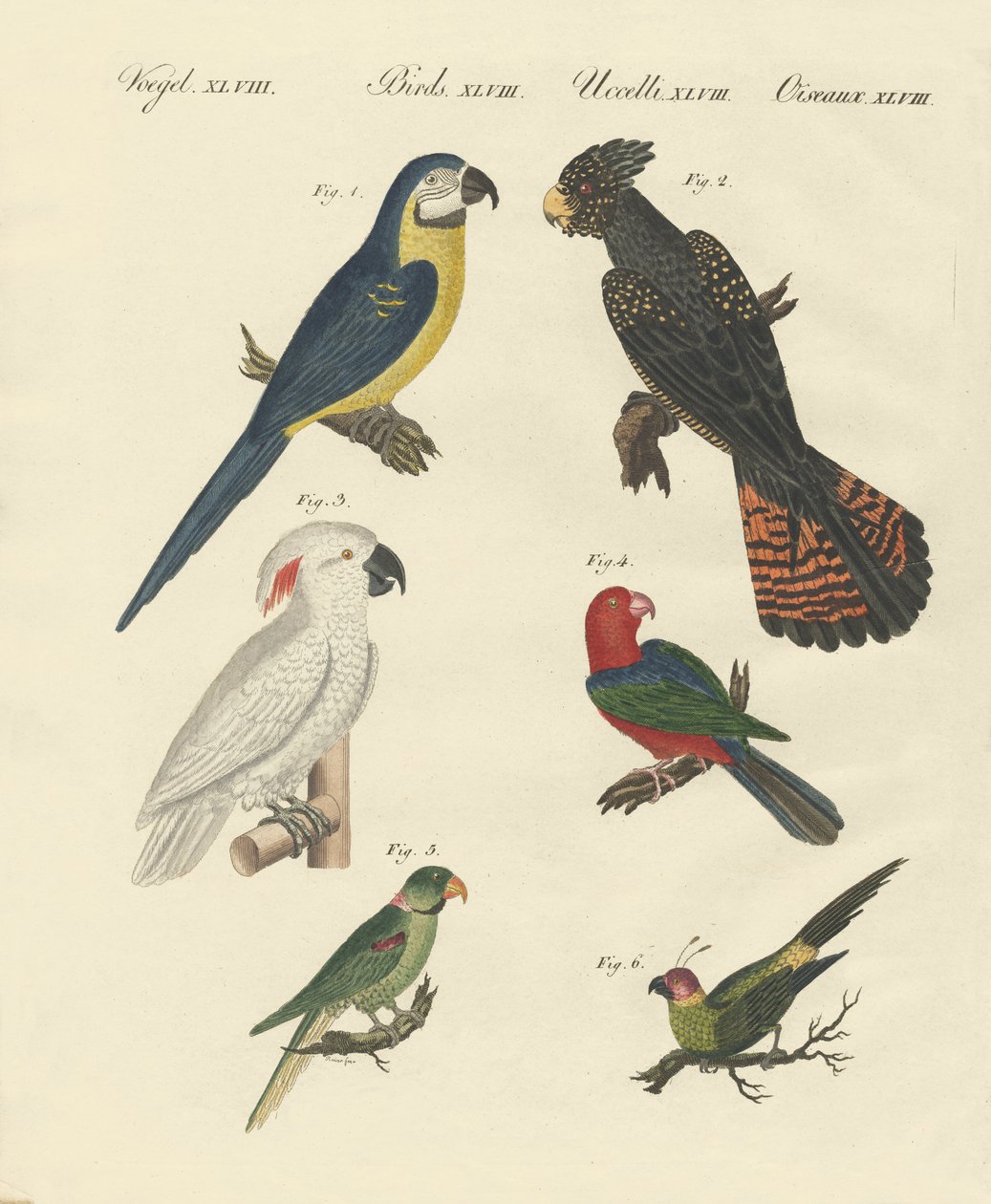 Diferentes tipos de loros de German School