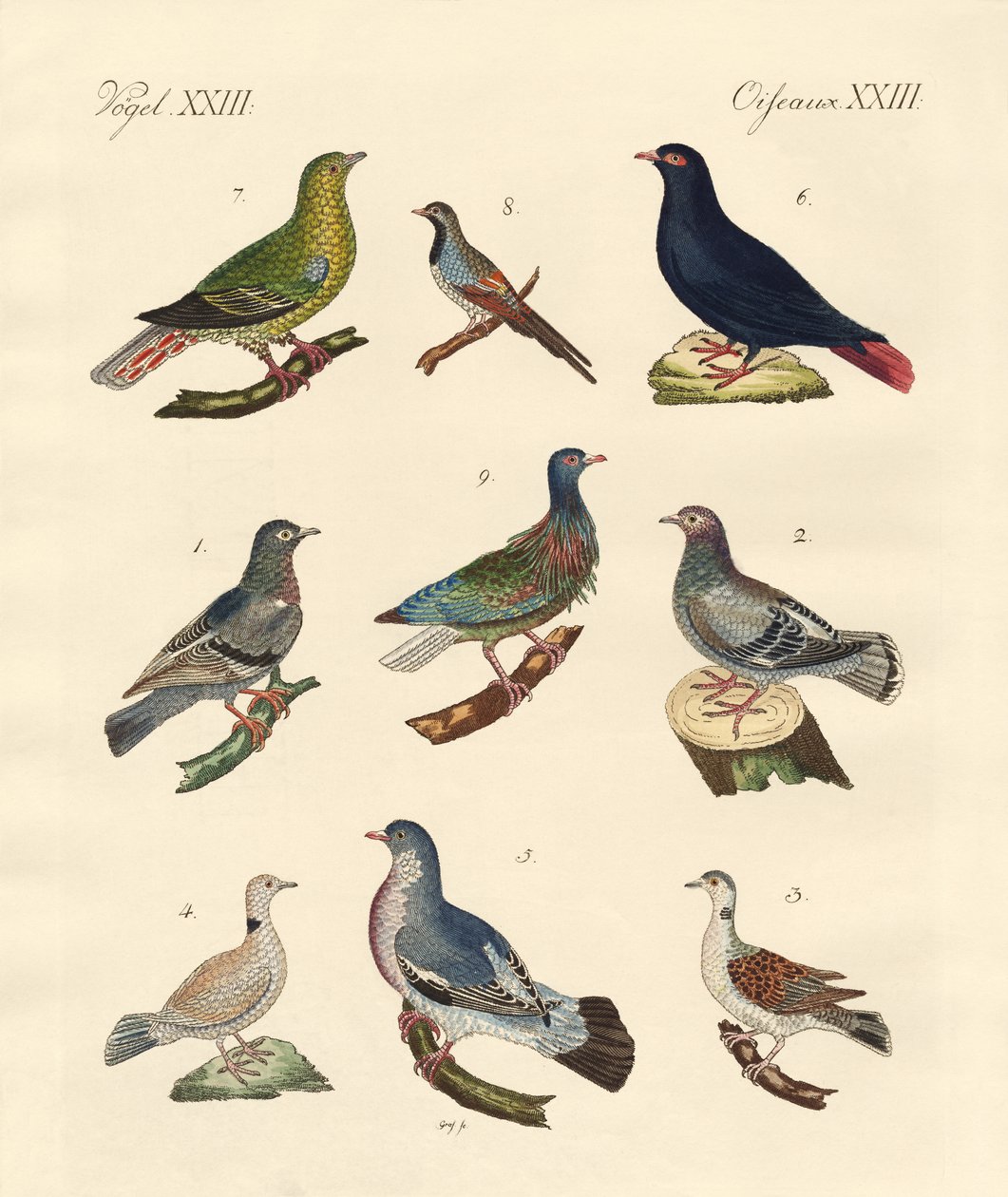 Diferentes tipos de palomas de German School