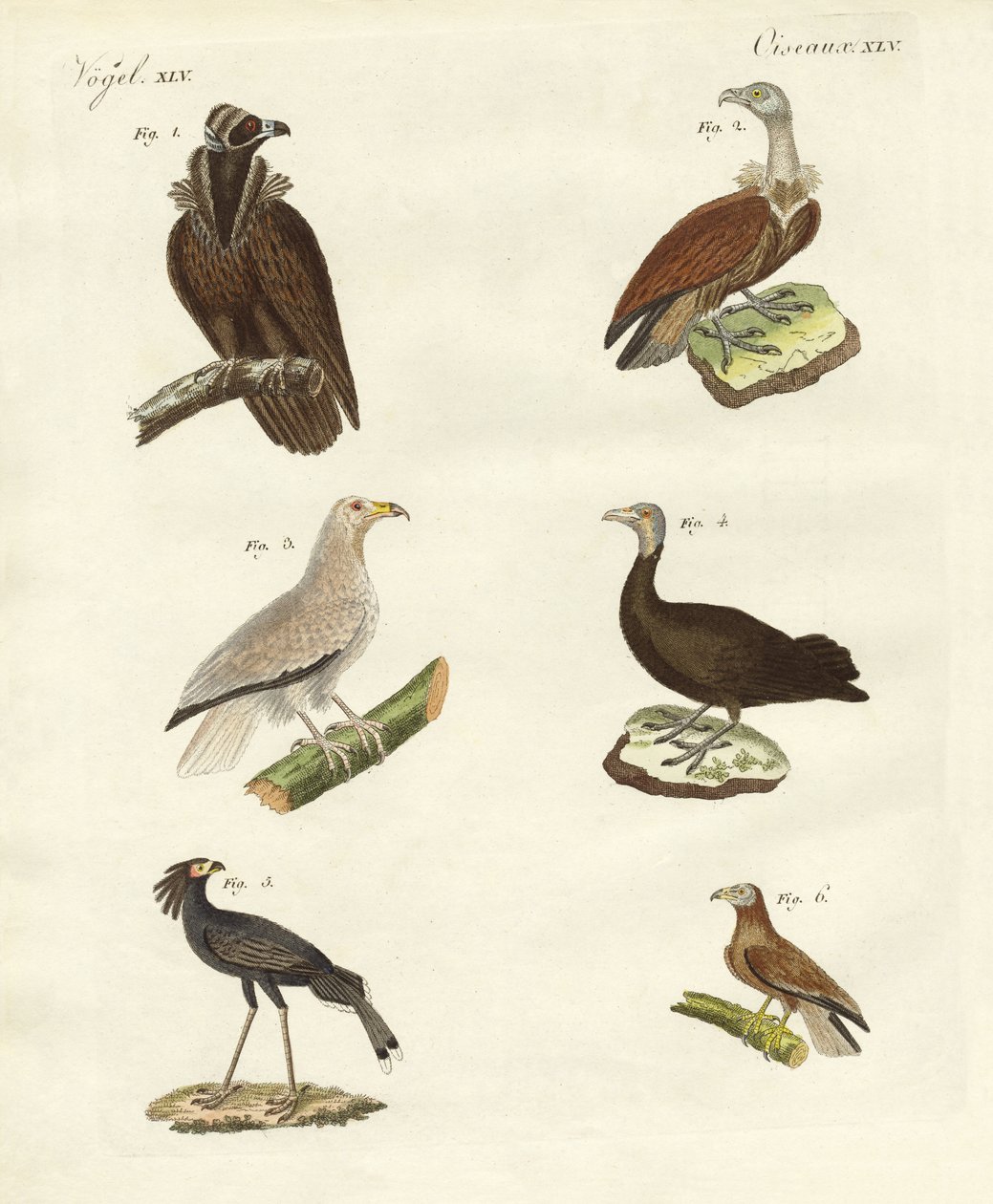 Diferentes tipos de rapaces de German School