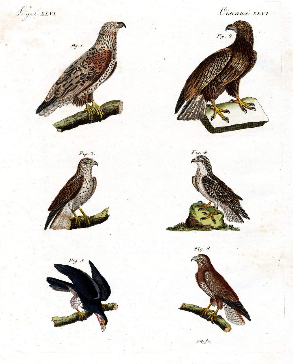 Diferentes tipos de rapaces de German School